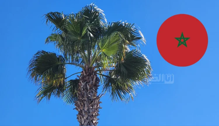 توقعات طقس المغرب اليوم الأحد