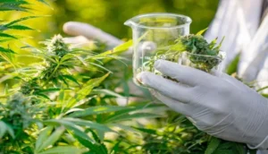 إطلاق أول دواء مغربي في العالم يعتمد على القنب الهندي