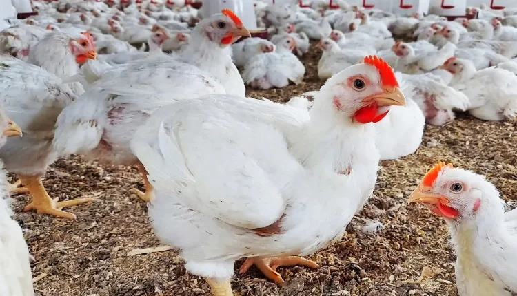 أسعار الدواجن