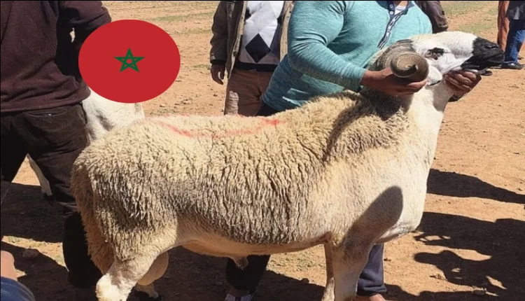 الكشف عن الجهات التي ترفض إلغاء عيد الأضحى