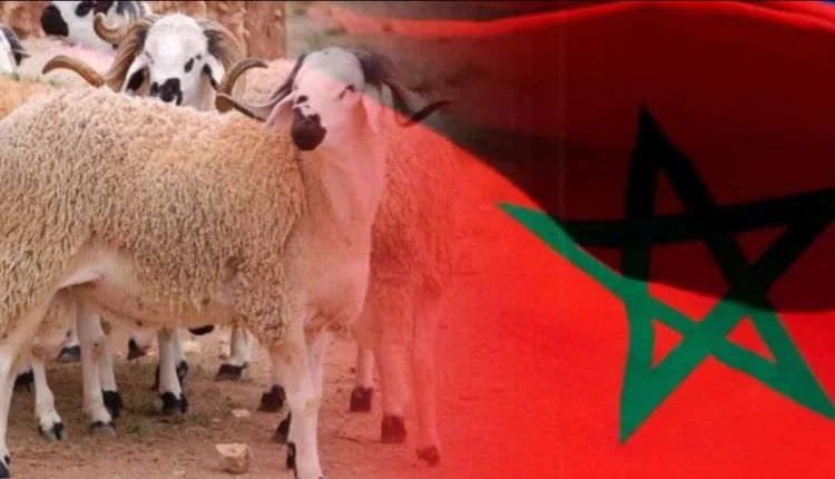 عيد الأضحى في المغرب تحت النقاش والإلغاء وارد