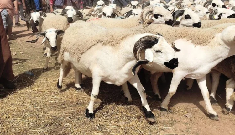 مطالب شعبية كبيرة لإلغاء عيد الأضحى هذا العام