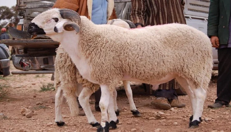 جدل واسع في المغرب حول إلغاء عيد الأضحى وسط أزمات اقتصادية ومناخية