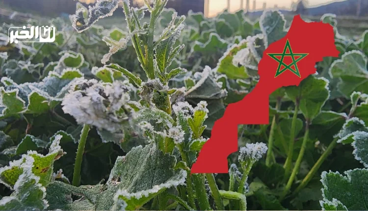 طقس بارد وصقيع غدا السبت