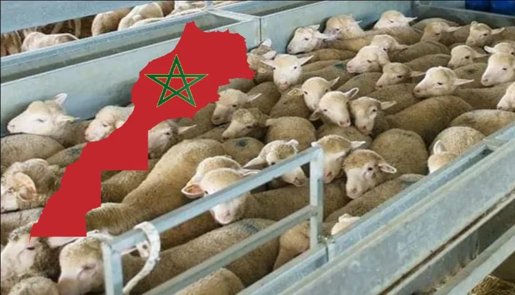 عدد قياسي من الأضاحي في طريقها للبلاد
