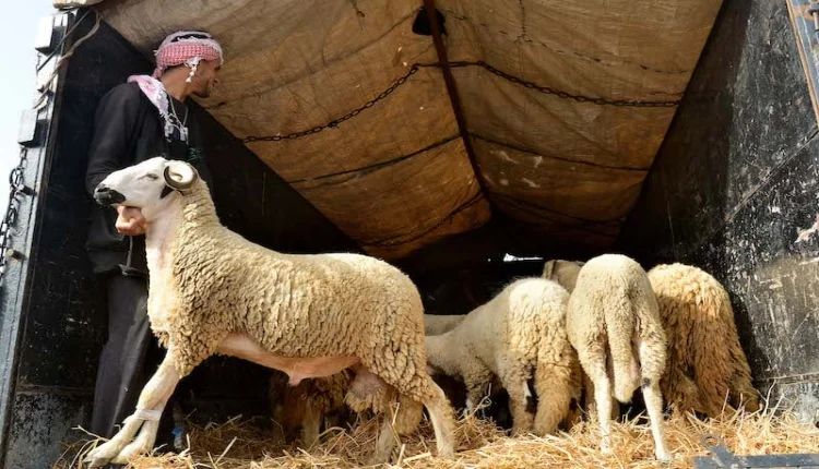 التساقطات المطرية تحيي آمال الكسابة