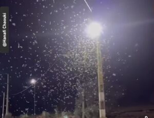 اجتياح الجراد يهدد المحاصيل الزراعية في تافراوت وسط مخاوف السكان