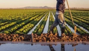 سوق الأربعاء الغرب.. أمطار الخير تعيد الحياة إلى الحقول وتنعش آمال الفلاحين في موسم فلاحي واعد