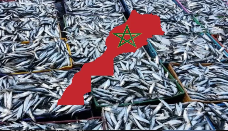 إجراءات جديدة لخفض أسعار الأسماك بالمغرب