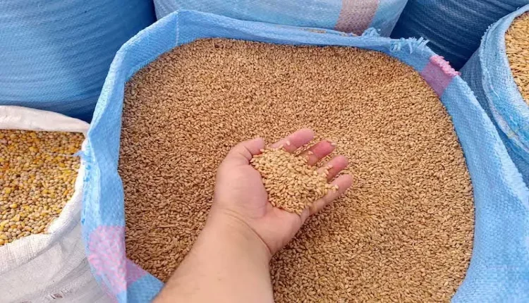 المغرب يقرر تمديد دعم استيراد القمح اللين