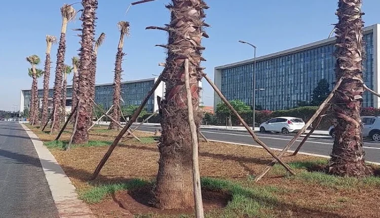 حركة بيئية تنتقد زراعة النخيل في شوارع الرباط