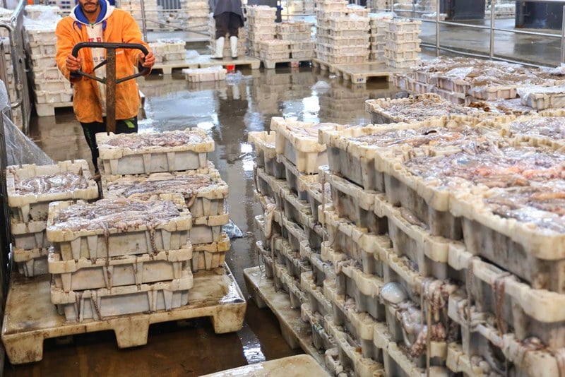 المغرب يحقق رقما مهما في صادرات المأكولات البحرية إلى أوروبا