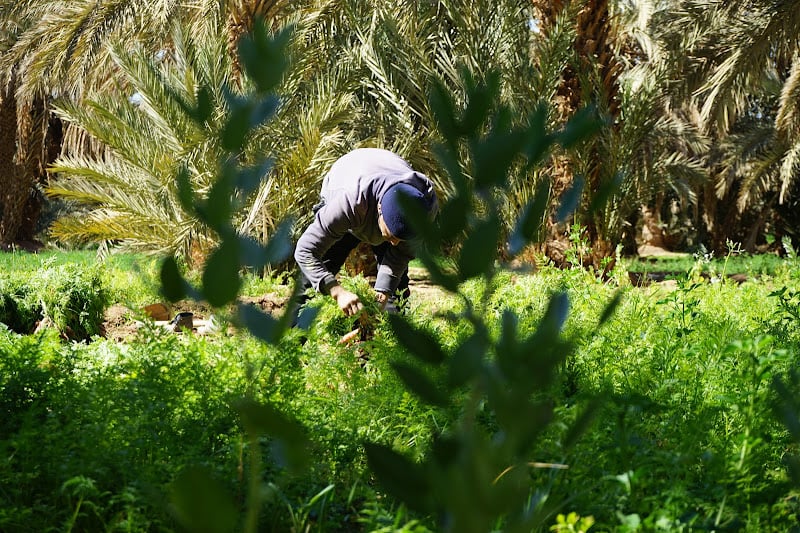 الفلاحون المغاربة يلوحون بتهديدات بعد أزمة التصدير