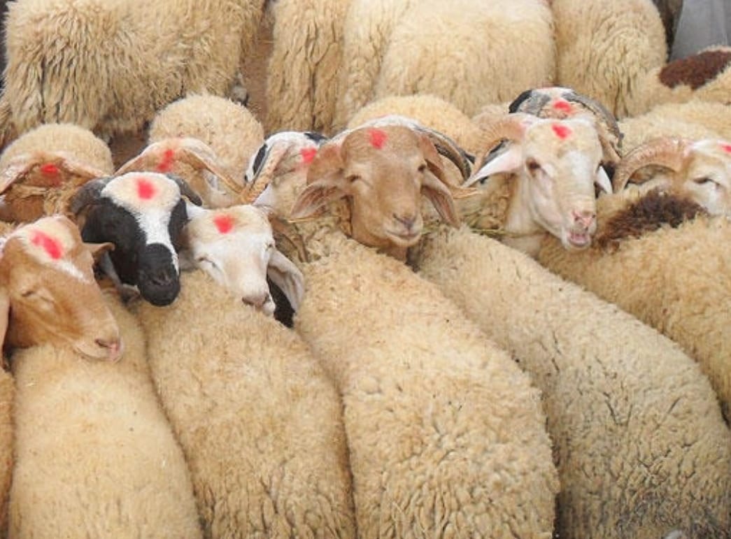 أضحية العيد