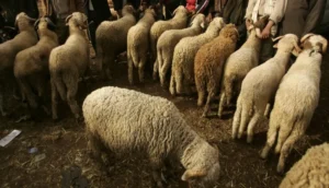 وزارة الفلاحة