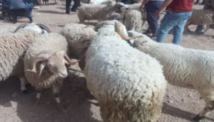 عيد الأضحى