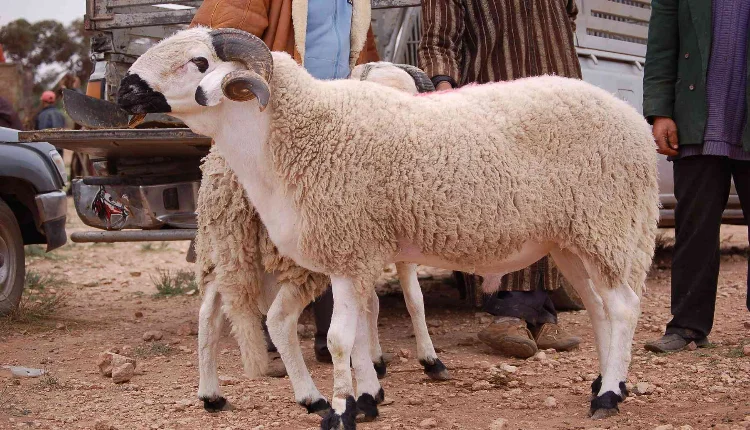 عيد الأضحى
