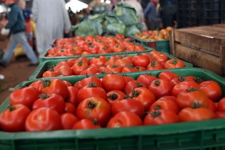 الطماطم بالمغرب