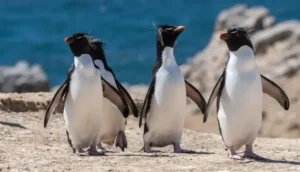 طيور البطريق