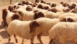 الجزائر.. فضيحة استيراد أكباش فاسدة تثير جدلاً واسعاً