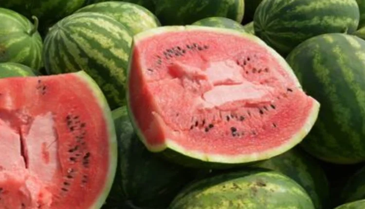 احذر هذا الخطأ الشائع مع البطيخ: فاكهة الانتعاش الصيفي قد تتحول إلى خطر صحي!