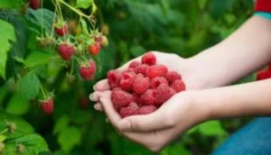 الذهب الأحمر المغربي يكتسح أسواق الخليج