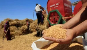 المغرب يختار وجهة قوية لاستيراد القمح