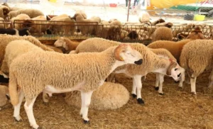 انتعاشة في أسواق المواشي بالمغرب وسط ارتفاع أسعار اللحوم الحمراء 13 أسواق المواشي بالمغرب