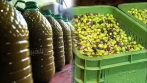 انخفاض أسعار زيت الزيتون في المغرب ـ صورة مركبة ـ