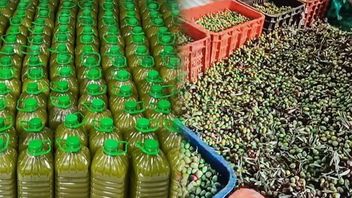 زيت الزيتون بالمغرب