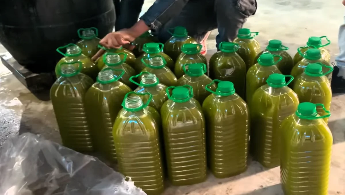 تغير خريطة أسعار الزيتون في مولاي يعقوب