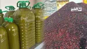 أسعار زيت الزيتون تنهار