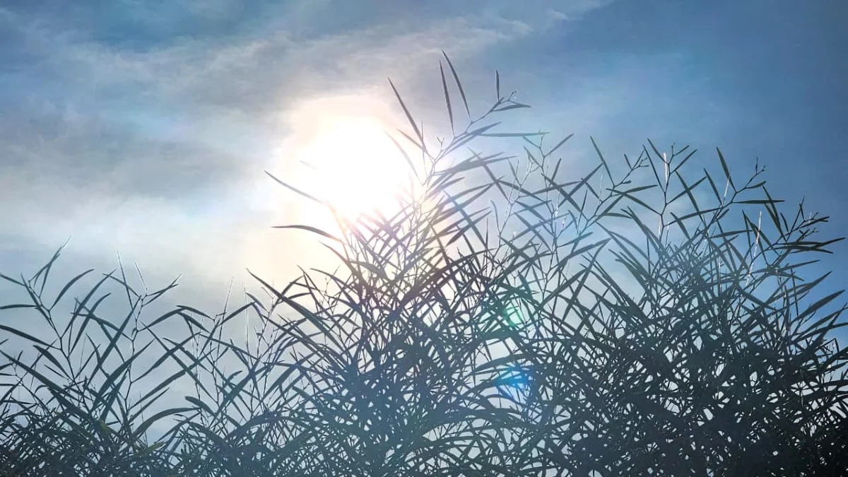 درجات الحرارة بالمغرب