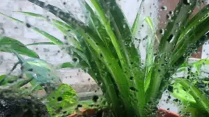 مقاييس الأمطار بالمغرب