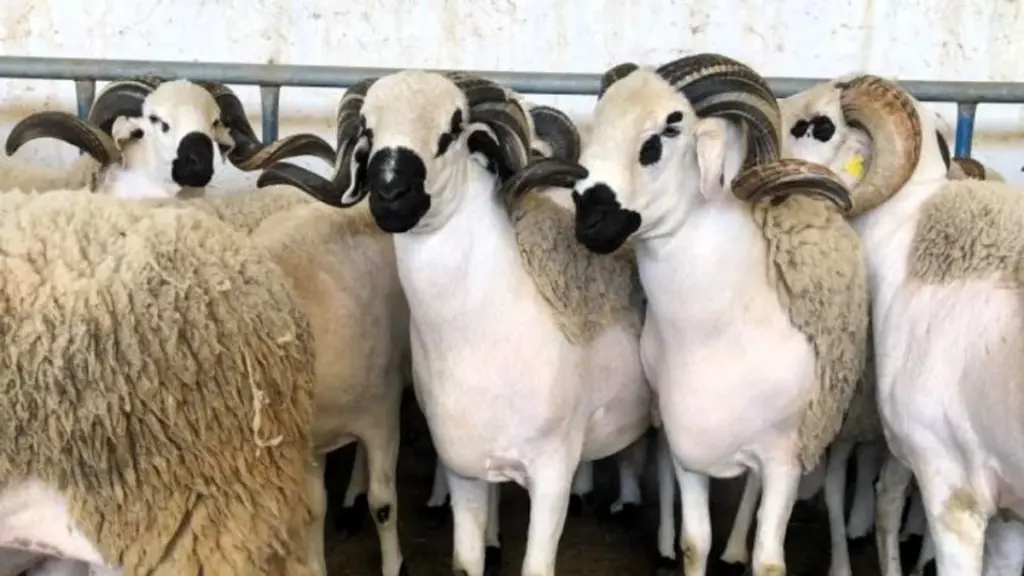 عيد الأضحى بالمغرب يقترب