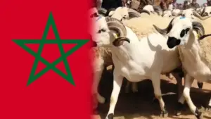 عيد الأضحى يقترب بالمغرب