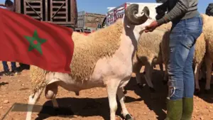 عيد الأضحى بالمغرب