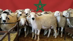 أسعار الأضاحي قد ترتفع بالمغرب