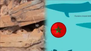 علماء يكشفون سرًا مدفونًا تحت فوسفات خريبكة