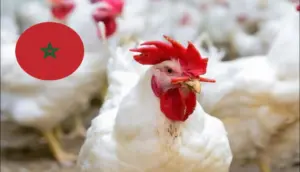 أسعار الدجاج ترتفع من جديد بالمغرب