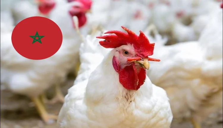 أسعار الدجاج ترتفع من جديد بالمغرب