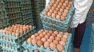 أسعار البيض في المغرب تنخفض ـ أرشيف ـ