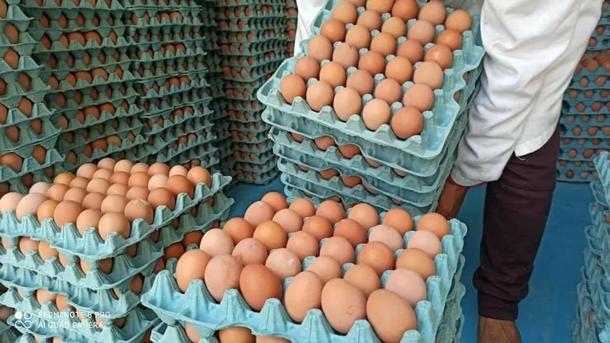 أسعار البيض في المغرب تنخفض ـ أرشيف ـ