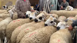 الصردي بسوق الفقيه بن صالح