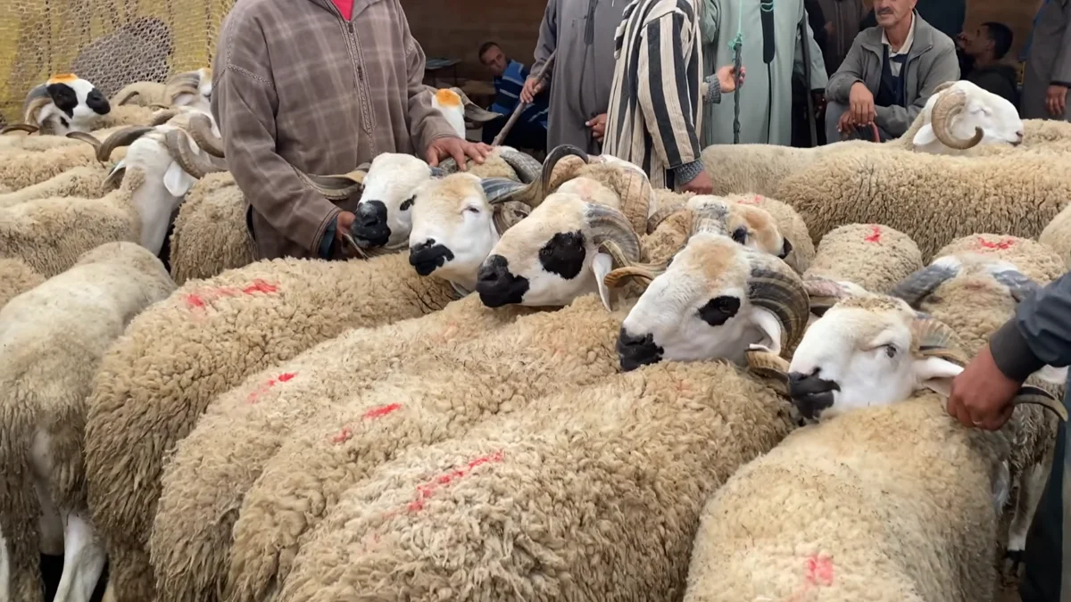 الصردي بسوق الفقيه بن صالح