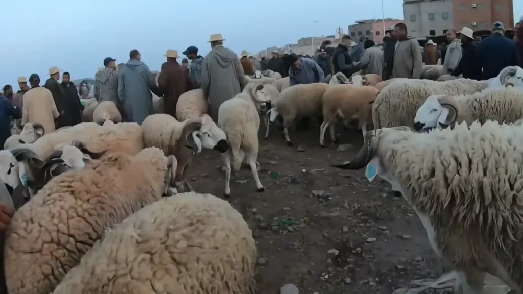 انخفاض أسعار الأضاحي بالمغرب ـ سوق قلعة سراغنةـ ـ