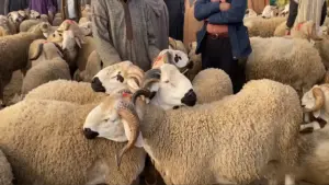 المغاربة يستعدون لعيد الأضحى