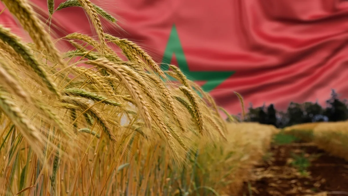 إنتاج الحبوب في المغرب يرتفع