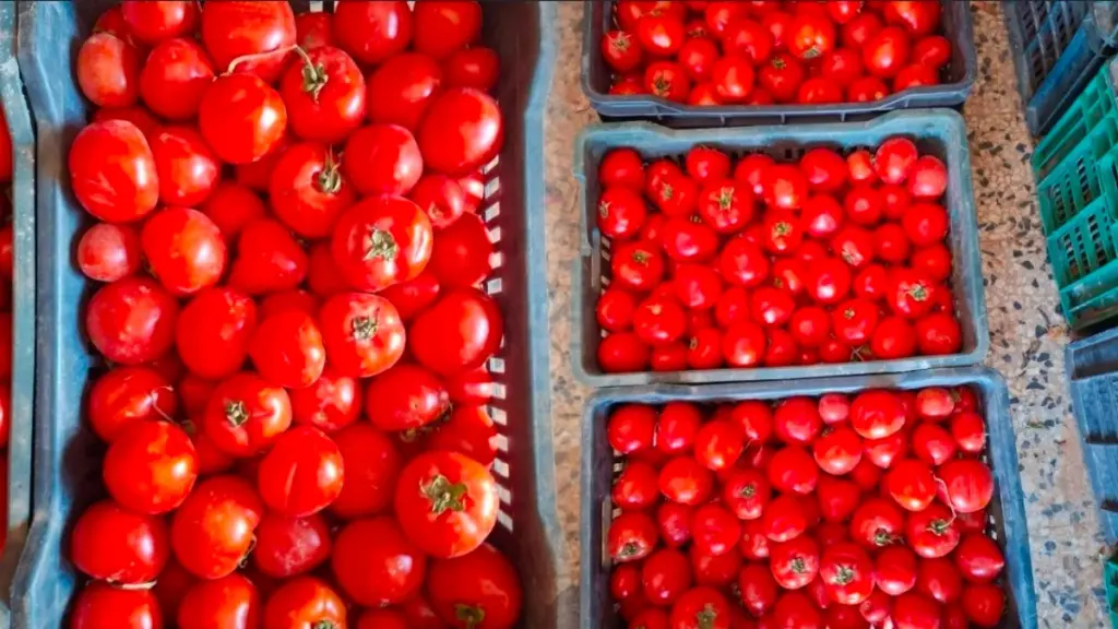 ارتفاع أسعار الطماطم في المغرب