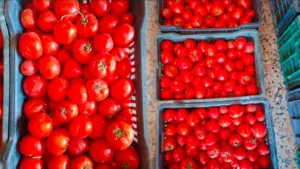 ارتفاع أسعار الطماطم في المغرب